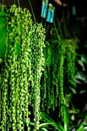 senecio-rowleyanus-starzec-rowleya-d6cm-zielone-koraliki-na-sznureczku