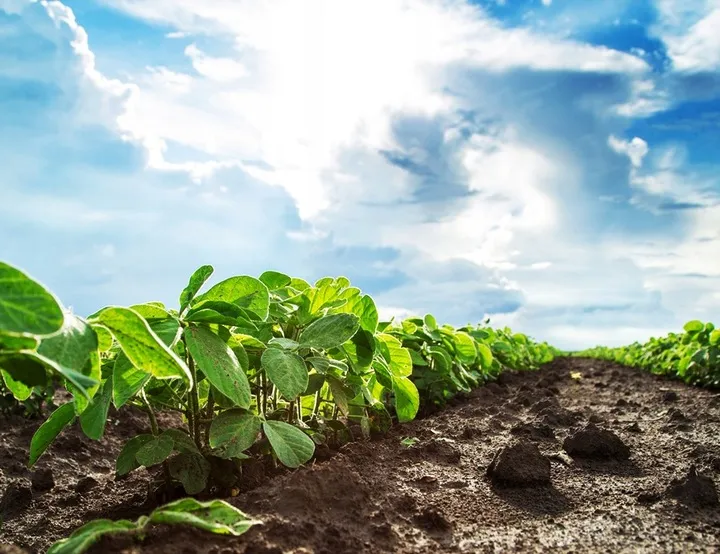 prawdziwy-obornik-konski-niegranulowany-najlepszy-jesienny-nawoz-worek-rodzaj-inna