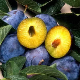 sadzonki-drzewka-owocowe-sliwa-prezydent-pozna-duza-soczysta-plenna