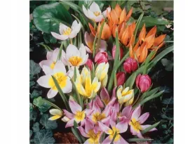 tulipany-botaniczne-niskie-50-szt-cebul