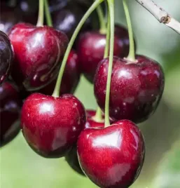 czeresnia-sunburst-duze-owoce-samopylna