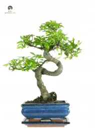 drzewko-bonsai-wiaz-chinski-2530-cm-ulmus-parvifolia-p15-s