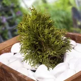 otoczak-bialy-kamien-thassos-biale-otoczaki-do-ogrodu-i-doniczek-10-kg-stan-nowy-kod-producenta-565132