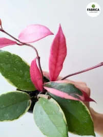 hoya-hoja-carnosa-flamingo-dream