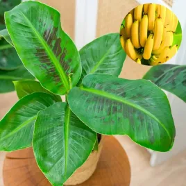 musa-acuminata-bananowiec-egzotyczny-banan-w-domu-duze-liscie