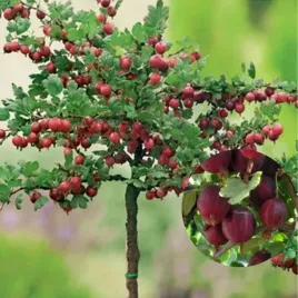 agrest-triumf-na-pniu-czerwony-plenny-wyjatkowo-soczyste-i-zdrowe