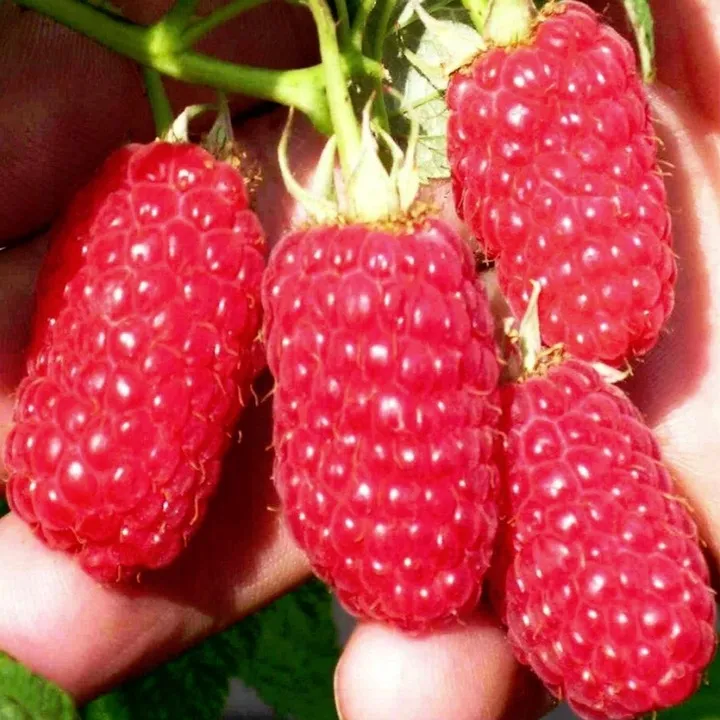 malina-laszka-wczesna-smaczna-pakiet-10-malin