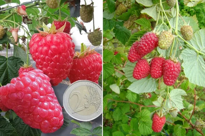 malina-laszka-wczesna-smaczna-pakiet-10-malin