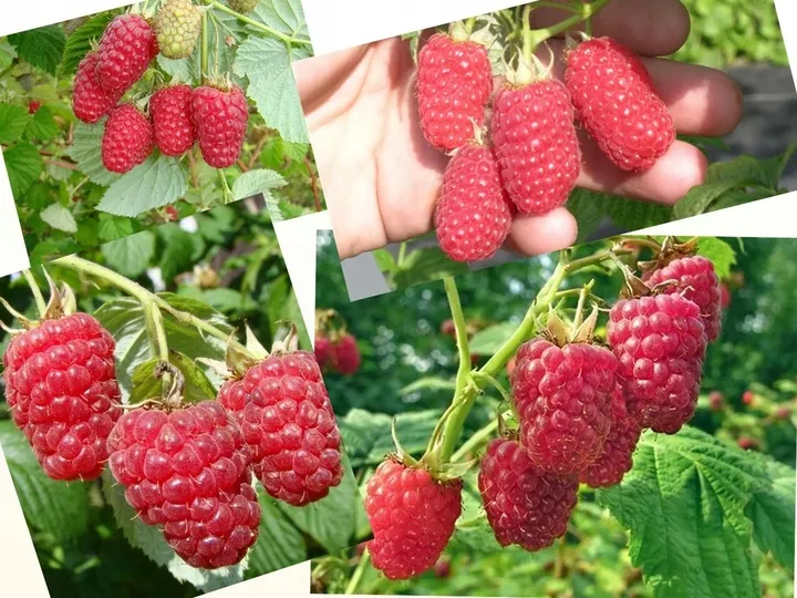 malina-laszka-wczesna-smaczna-pakiet-10-malin-kod-producenta-565132