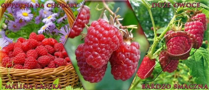 malina-laszka-wczesna-smaczna-pakiet-10-malin