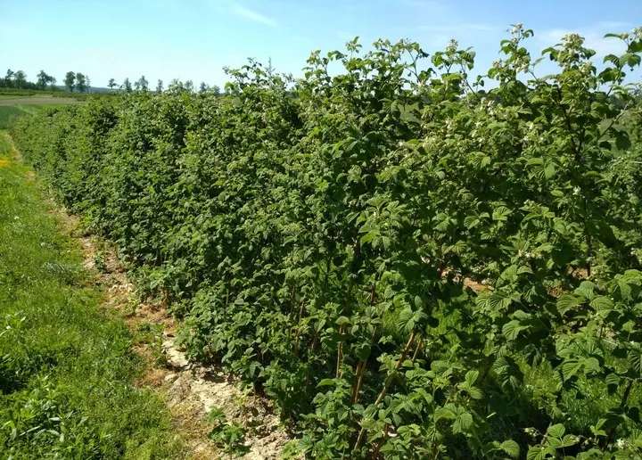 malina-laszka-wczesna-smaczna-pakiet-10-malin-marka-inna