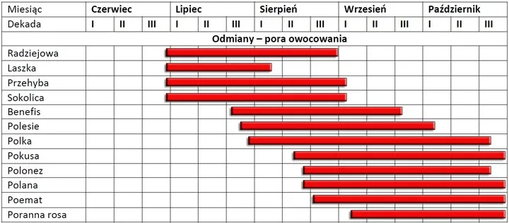 malina-laszka-wczesna-smaczna-pakiet-10-malin-stan-nowy