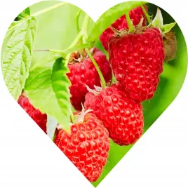 malina-czerwona-jesienna-soczyste-owoce-szybki-wzrost-plenna