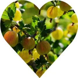 agrest-ukrainski-pomaranczowy-duze-slodkie-owoce-bardzo-plenny