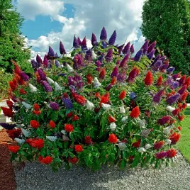 budleja-trojkolorowa-tricolor-zestaw-3-sadzonek-buddleja-dawida-trzy