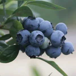 borowka-amerykanska-bonus-2l-najwieksze-owoce