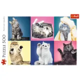 puzzle-500-kociaki-37377-stan-nowy