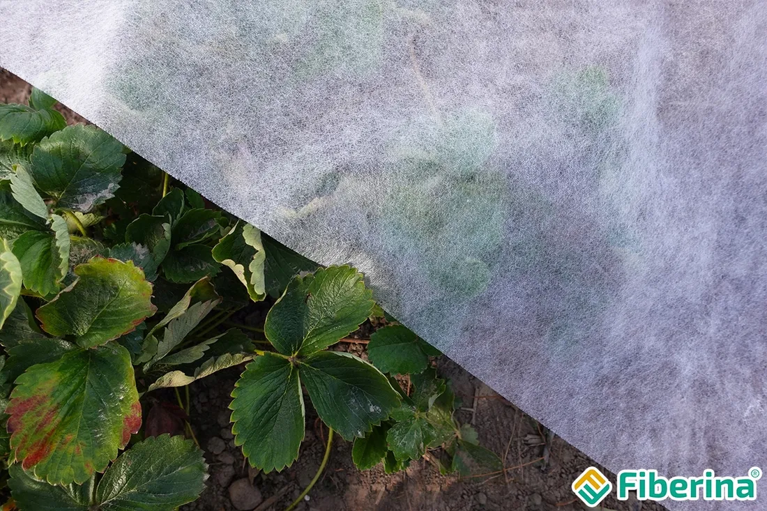 agrowloknina-635x10-m-okryciowa-biala-wiosenna-23g-na-przymrozki-truskawki