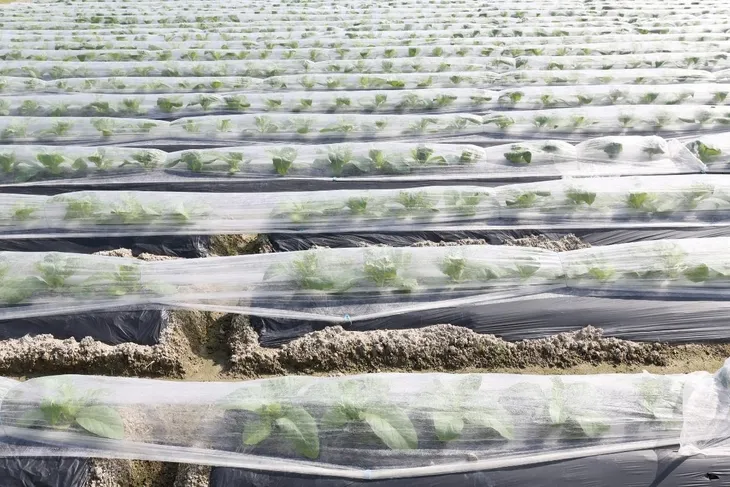 agrowloknina-635x10-m-okryciowa-biala-wiosenna-23g-na-przymrozki-truskawki-typ-agrowloknina