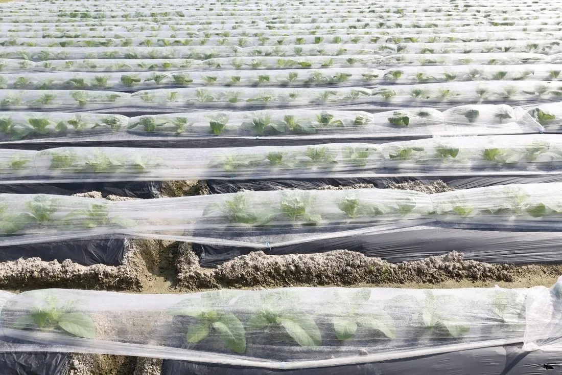 agrowloknina-635x10-m-okryciowa-biala-wiosenna-23g-na-przymrozki-truskawki