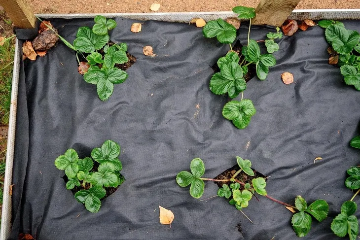 agrowloknina-na-chwasty-11x20-m-50g-czarna-mata-sciolkujaca-antychwastowa-dlugosc-dluzszy-bok-2000-cm