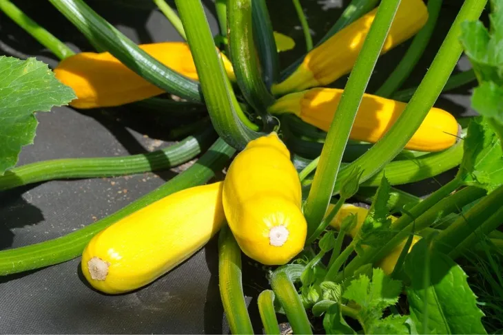 agrowloknina-na-chwasty-11x20-m-50g-czarna-mata-sciolkujaca-antychwastowa-gramatura-50-g-m