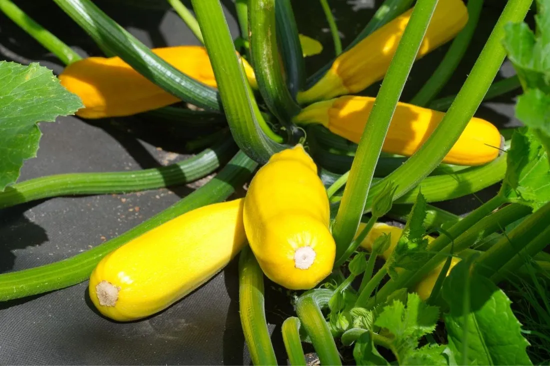 agrowloknina-na-chwasty-11x20-m-50g-czarna-mata-sciolkujaca-antychwastowa