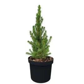 swierk-bialy-conica-picea-glauca-conica