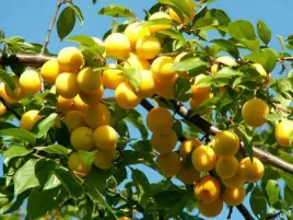 sliwa-mirabelka-smak-z-dziecinstwa-stara-odmiana-mrozoodporna-i-plenna