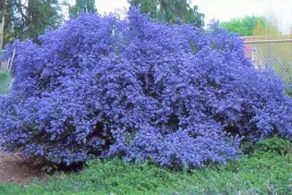 prusznik-niebieski-victoria-zimozielony-sadzonka-niebieski-dlugo