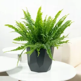 paproc-paprotka-nephrolepis-nefrolepis-gesta-bujna-zielona-zdrowa