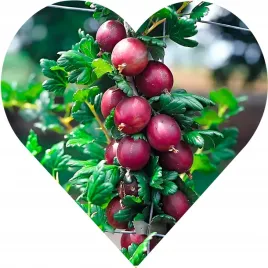 agrest-czerwony-na-pniu-bezkolcowy-smak-zaspiewasz-jeeezu-ufaam