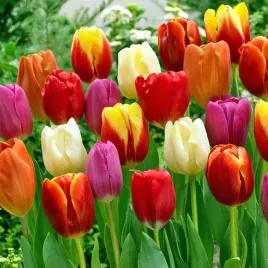 tulipan-rozne-kolory-mix-10-11-duze-opakowanie-50-szt