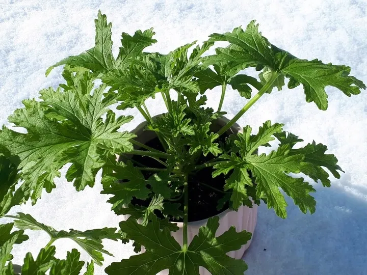 geranium-anginka-roslina