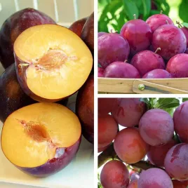 sadzonki-sliwy-renkloda-althana-smaczna-soczysta-plenna-nr1-drzewka