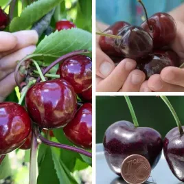 drzewka-owocowe-czeresnia-tamara-najwieksze-slodkie-owoce-sadzonki