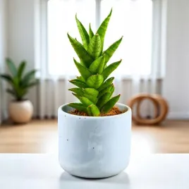 sansevieria-starshooter-o8cm-kolekcjonerska-niezniszczalna