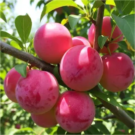 sliwa-opal-odchodzi-od-pestki-samopylna-wczesna-sadzonka-sadzonki
