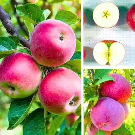 sadzonki-drzewka-owocowe-jablon-lobo-pyszna-deserowa-kruche-owoce