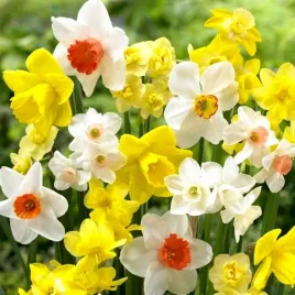 narcyz-cebulki-mix-botaniczny-odporne-i-trwale-100-szt-gratis