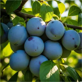 sliwa-wegierka-zwykla-sadzonka-odporna-na-mroz-i-choroby