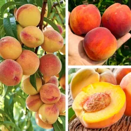 brzoskwinia-inka-soczyste-owoce-polska-odmiana-sadzonki-drzewka