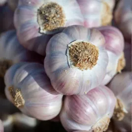 czosnek-arkus-500g-polski-mocny-aromat-ozimy