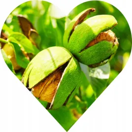 orzech-wloski-jacek-146cm-smak-ktory-zna-swoje-miejsce-na-podium