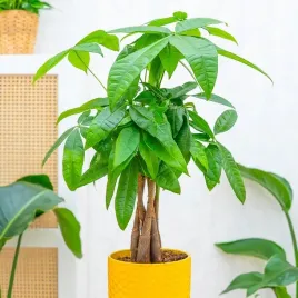 pachira-aquatica-drzewko-szczescia-i-pieniedzy-sekrety-feng-shui-dla