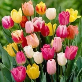 tulipan-picking-garden-mix-100szt-tulipany
