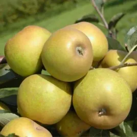 sadzonki-drzewka-owocowe-jablon-szara-reneta-najlepsza-ceniona-do