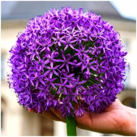 czosnek-ozdobny-olbrzymi-cebulki-fioletowy-gladiator-5-szt-gratis