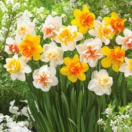 narcyz-pelny-cebulki-double-mixed-pelne-kwiaty-20-szt-gratis