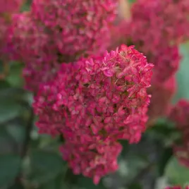 hortensja-bukietowa-wim-s-red-krolowa-ogrodu-o-krwisto-czerwonych